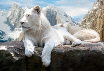 leones blancos – la leyenda que se ha convertido en una realidad