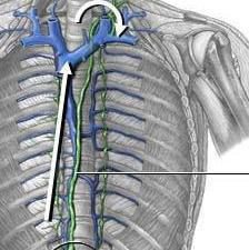 dotto toracico: anatomia. Il sistema linfatico. vasi linfatici