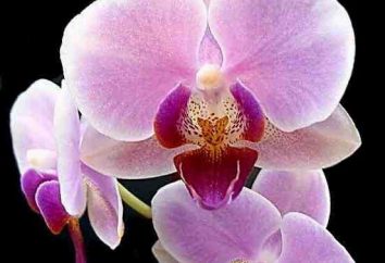 Orchid: jak zrobić to Rośliny kwitną w domu?