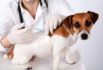 Vaccinazioni cuccioli meno di un anno. Guidare cucciolo corretta vaccinazione contro le malattie più pericolose