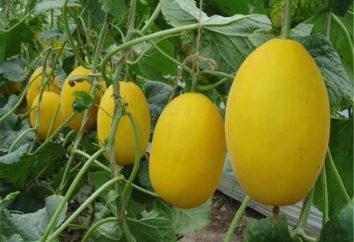 Melon: glykämischen Index, Kalorien, Nutzen für den Organismus