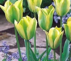 Tulipanes: siembra en otoño. Consejos para un jardinero experimentado