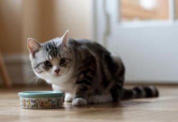 Come un gatto può sopravvivere senza cibo e acqua?