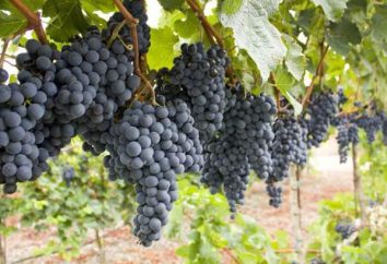 La dimensione del traliccio per le uve. Formazione di viti