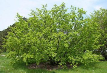 Question intéressante: cerise – arbre ou arbuste?