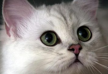Burmilla Longhair cat: descrizione della razza, carattere