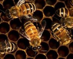 Przydatne właściwości zabrus pszczoła