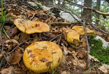 Lactarius scrobiculatus, o funghi Lactarius giallo