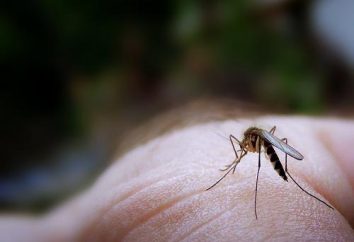Come trattare una puntura di zanzara nel bambino – è importante sapere!
