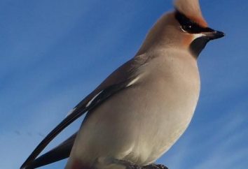 Un uccello con una cresta sulla testa: alcuni di loro si trovano nel nostro paese?