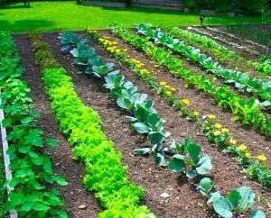 La rotation des cultures de légumes – une base de l'amélioration de leur productivité