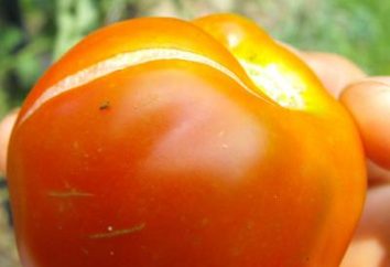Dlaczego zgryzienia pomidorów w szklarni i otwartym polu