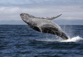 Wale und warum dies als eine Form geschieht? Wer ist für den Tod dieser Tiere schuld