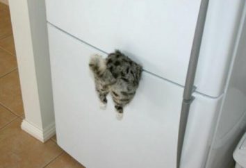L'aimant original sur le réfrigérateur: « Trapped Cat »