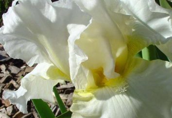 Iris aquarela: cinco etapas fáceis
