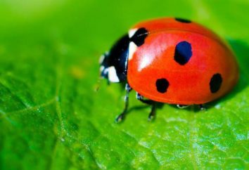 Ladybug from plasticine: modes de modélisation