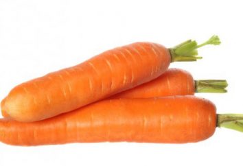 carote Shantanu. Descrizione della varietà. Crescente carote in casa