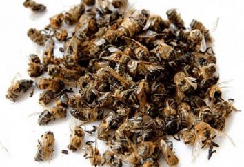 Bee Pomorie – une panacée pour tous les maux
