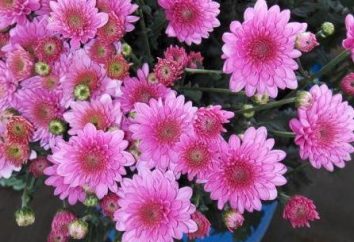 Coreano Crisantemo: sottigliezze piantagione cura formazione di cluster