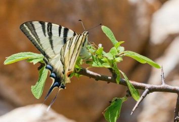 Farfalla Podalirio: descrizione, ciclo di vita, l'habitat. Barca a vela a coda di rondine