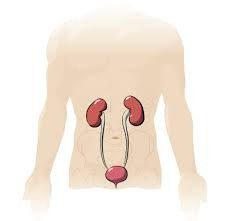 Wie die Nieren überprüfen? Forschungsmethoden, die anzeigt, ob eine gesunde Niere überprüft