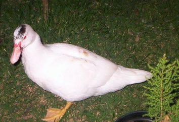 Züchten Enten Mulard: Bewertungen, Fotos und Empfehlungen für den Anbau