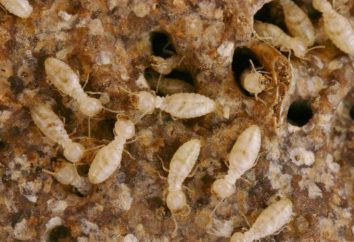 Białe mrówki w mieszkaniu: jak pozbyć się z przyczyn