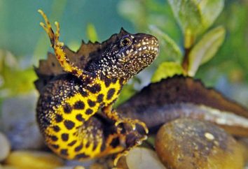 salamandra de crista: fotos, fatos interessantes