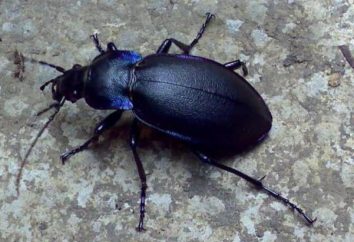 El anotador (escarabajo): Descripción