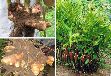 root- galanga: propriétés médicinales et des recettes pour concoctions