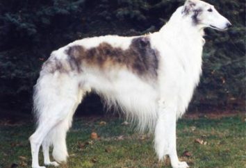 Rosyjski greyhound pędzi szybciej niż wiatr! Standardy i charakterystyka ras psów rosyjski borzoj