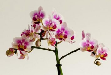 Mini orchidee: la cura a casa. orchidea nano