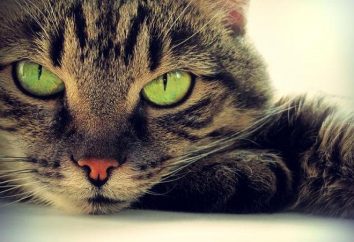 Jak kot oddala się od znieczulenia po kastracji? koty kastracja: wiek i skutki