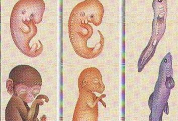 Was ist der Unterschied Deuterostomia und protostomes Tiere