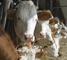 Leucémie chez les vaches: symptômes, diagnostic, prévention