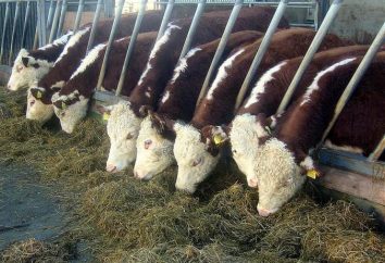 vaches Hereford: en particulier l'élevage, le contenu, les prix des animaux jeunes et de reproduction