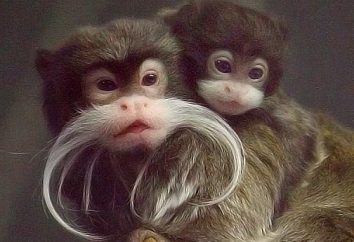 Monos: tipos, características. ¿Qué tipos de monos que hay?
