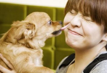 Perché i cani piace leccare le nostre facce?