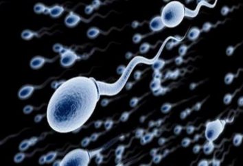 Co jest spermatogenezy? Ustalenie okresów