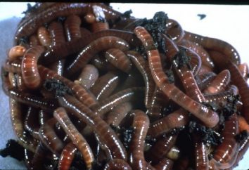 Würmer – ein direkter Weg zu höheren Ausbeuten