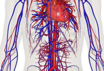 órgãos circulatórios: as características, funções. Doenças do sistema circulatório