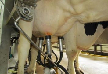 Melkvorrichtung für Kühe. Haushalt Melkmaschinen für Kühe: Bewertungen, Preise