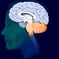 Das endgültige Gehirn: Struktur und Funktion