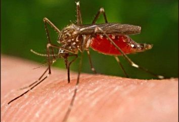 Ukąszenia komara u dzieci: rozmaz