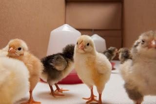 Feeder para frangos com as mãos: barato, rápido e eficiente