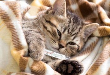 Kaltsevirusnaya infección en los gatos: síntomas y tratamiento