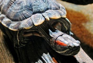 Come determinare l'età della tartaruga rossa dai segni esterni?