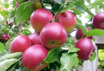 „Zvezdochka” – jabłoń do środkowego pasma