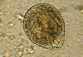 Cisti – una forma di vita microbica. Funzioni e tipi