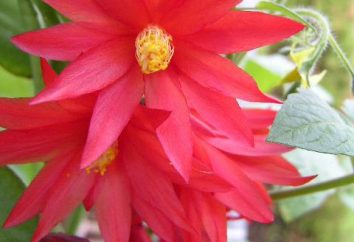 Dekabrist (flor): signos y el cuidado de flores en maceta